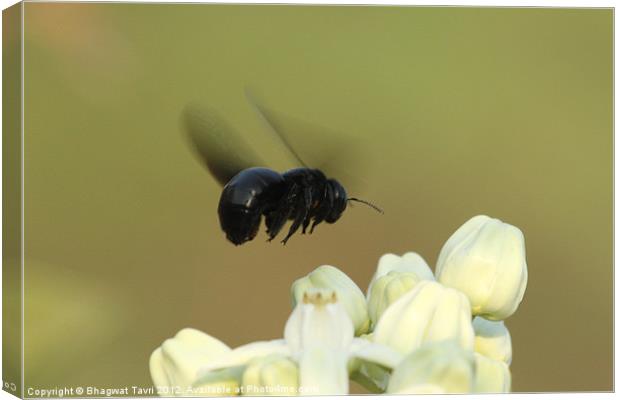 Beetle Canvas Print by Bhagwat Tavri