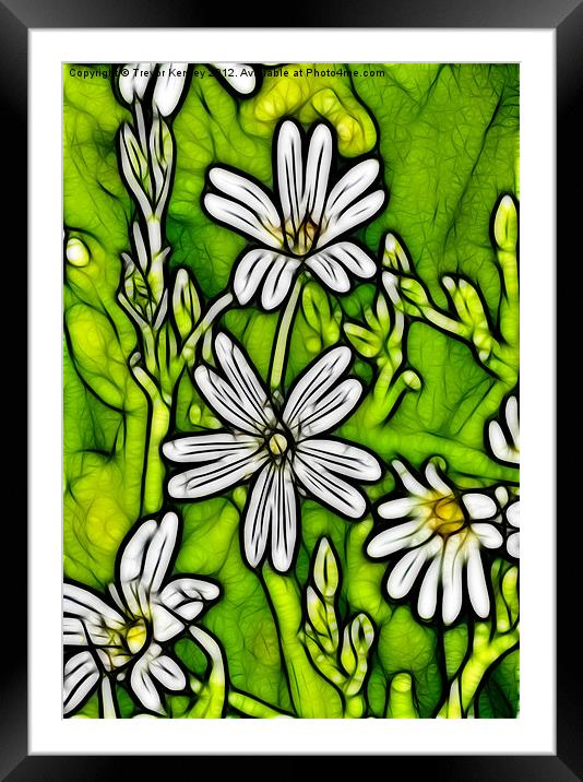 Wild Flowers - Stitchwort Framed Mounted Print by Trevor Kersley RIP