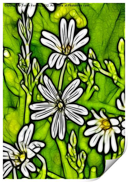 Wild Flowers - Stitchwort Print by Trevor Kersley RIP
