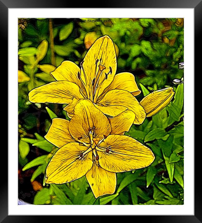 Yellow Lily's Framed Mounted Print by Trevor Kersley RIP
