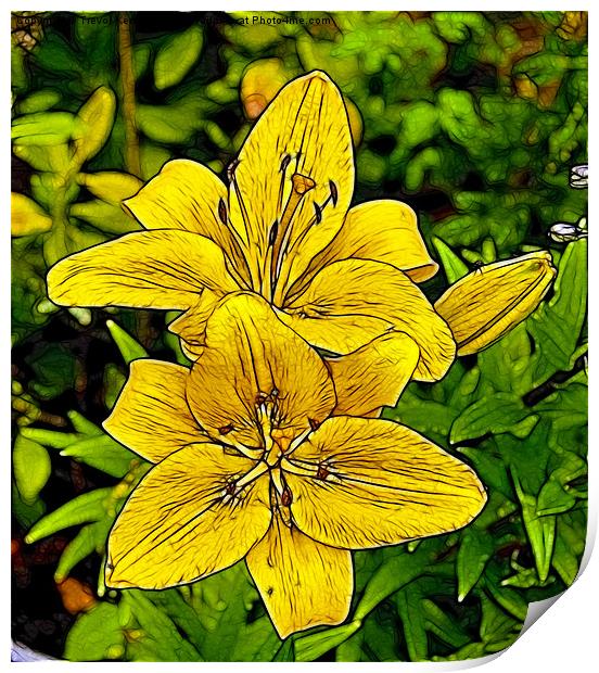 Yellow Lily's Print by Trevor Kersley RIP