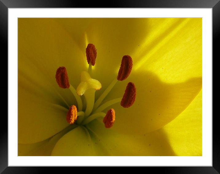 The Lily Framed Mounted Print by Millie Duckett