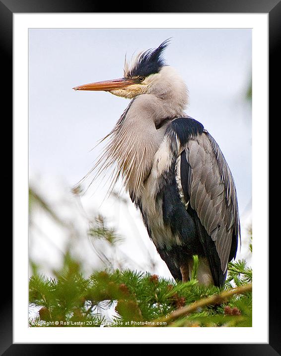 Bad hair heron Framed Mounted Print by Rob Lester