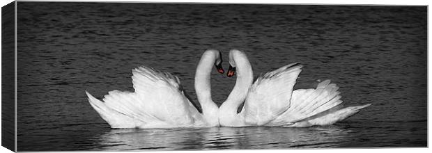 MUTE SWAN EMBRACE Canvas Print by Anthony R Dudley (LRPS)