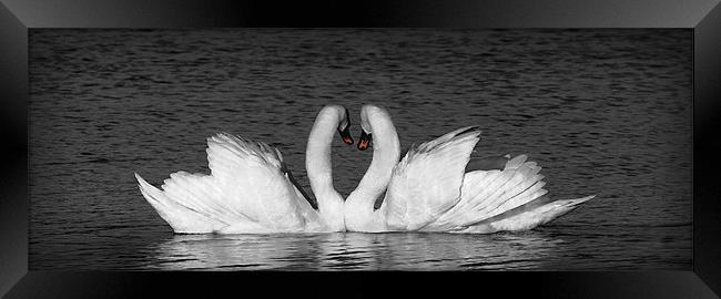 MUTE SWAN EMBRACE Framed Print by Anthony R Dudley (LRPS)