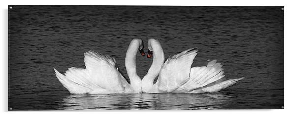 MUTE SWAN EMBRACE Acrylic by Anthony R Dudley (LRPS)