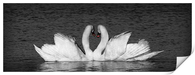 MUTE SWAN EMBRACE Print by Anthony R Dudley (LRPS)