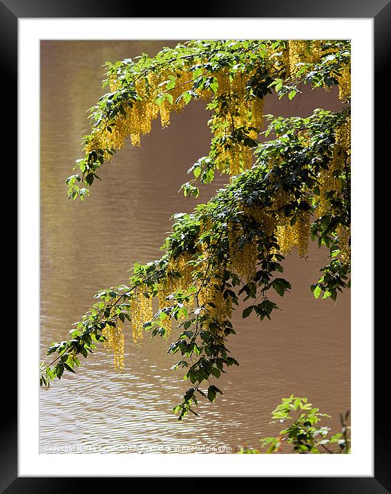 Laburnum on the lake Framed Mounted Print by Rob Lester