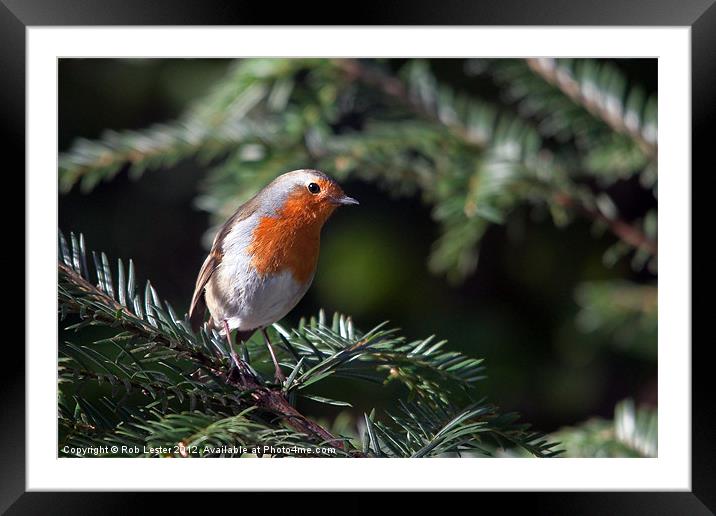 Robin red breast Framed Mounted Print by Rob Lester