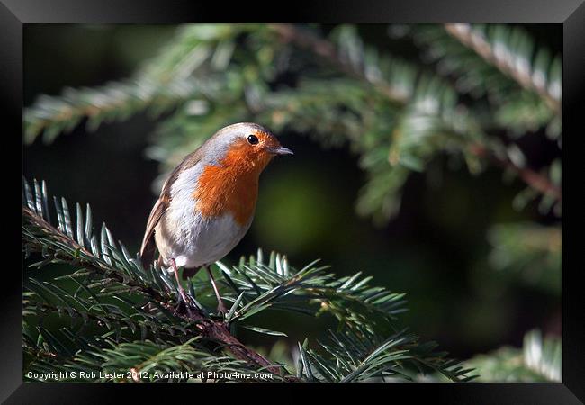 Robin red breast Framed Print by Rob Lester