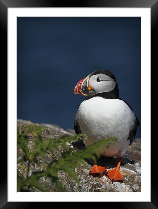 PUFFIN Framed Mounted Print by Anthony R Dudley (LRPS)