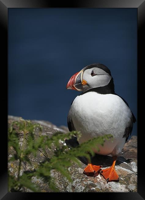PUFFIN Framed Print by Anthony R Dudley (LRPS)