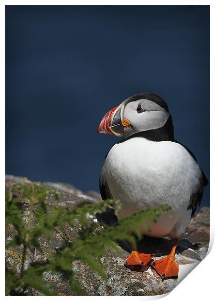 PUFFIN Print by Anthony R Dudley (LRPS)