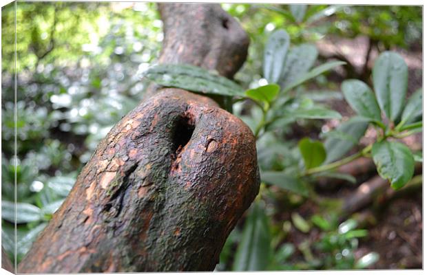 Tree Knot Canvas Print by Nicola Hawksworth