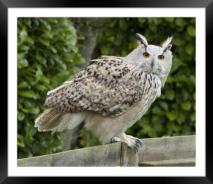 Eagle Owl Framed Mounted Print by Mark Kyte