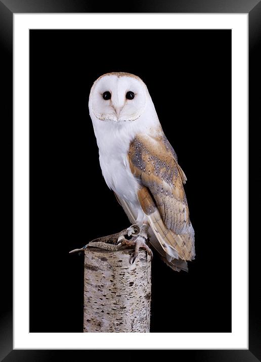 Barn Owl Framed Mounted Print by Mark Kyte