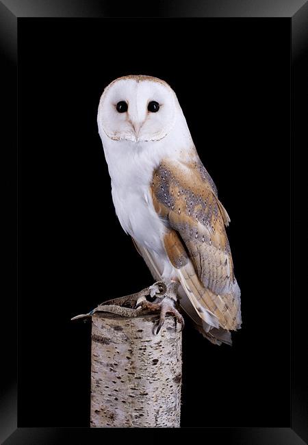 Barn Owl Framed Print by Mark Kyte
