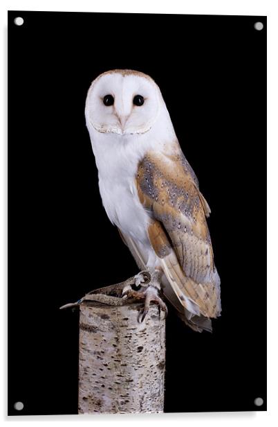 Barn Owl Acrylic by Mark Kyte