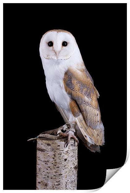 Barn Owl Print by Mark Kyte