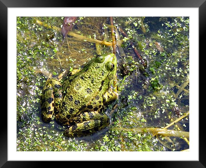 A French Frog Framed Mounted Print by suzie Attaway