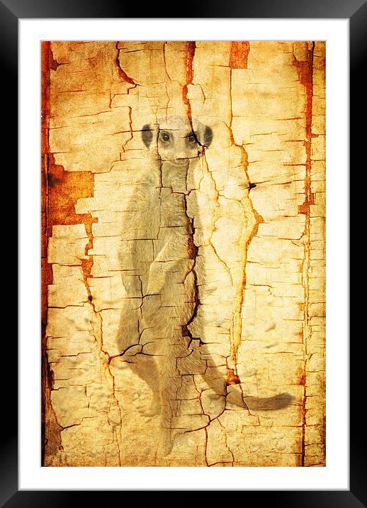Cracked Meerkat guard Framed Mounted Print by Maria Tzamtzi Photography