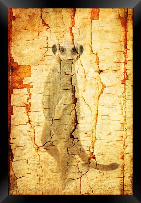 Cracked Meerkat guard Framed Print by Maria Tzamtzi Photography