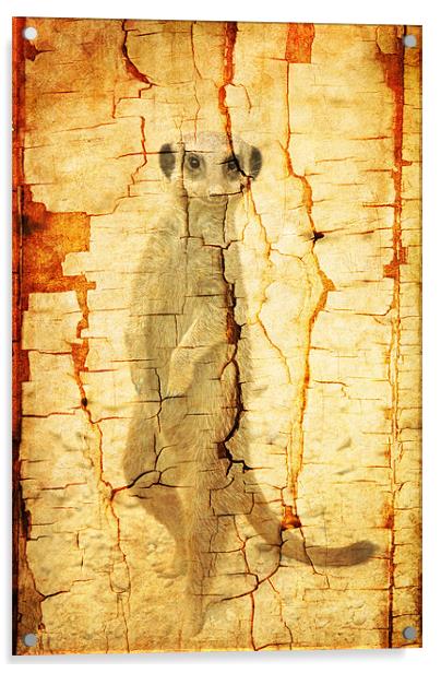 Cracked Meerkat guard Acrylic by Maria Tzamtzi Photography