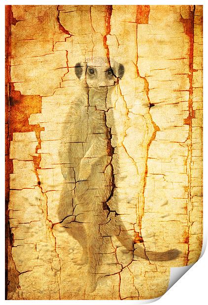 Cracked Meerkat guard Print by Maria Tzamtzi Photography