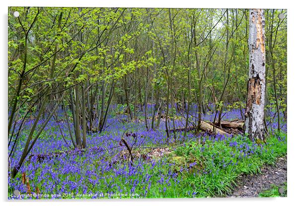 sea of bluebells in essex Acrylic by linda cook