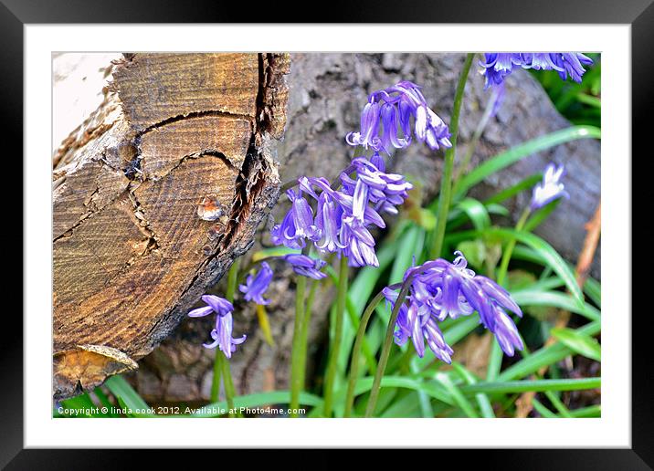 woodland beauty in blue Framed Mounted Print by linda cook