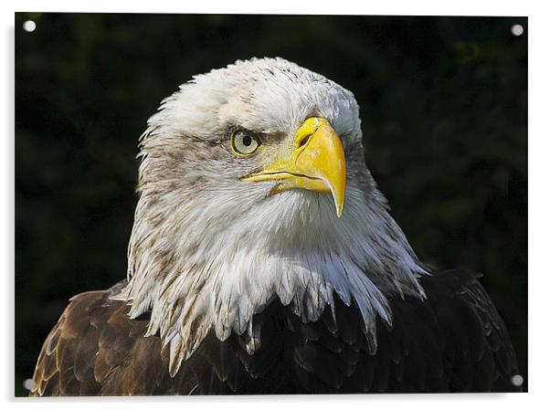 Portrait of an Eagle Acrylic by Jennie Franklin