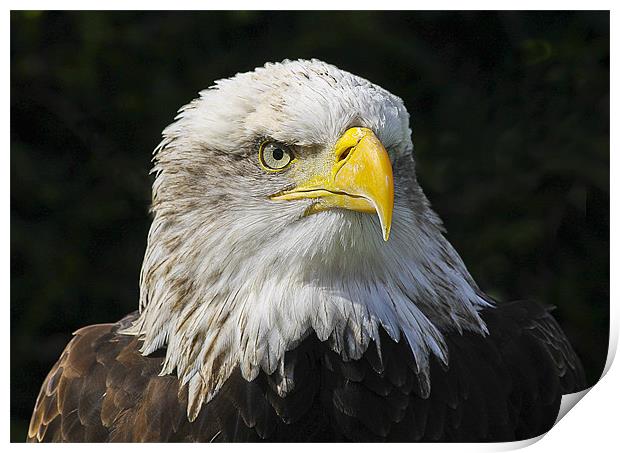 Portrait of an Eagle Print by Jennie Franklin
