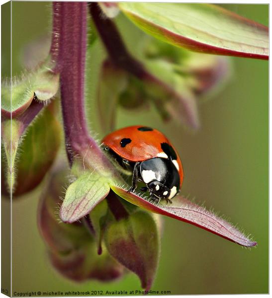 Seven spotted ladybird 3 Canvas Print by michelle whitebrook