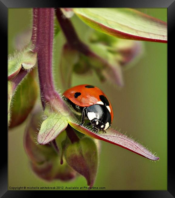 Seven spotted ladybird 3 Framed Print by michelle whitebrook