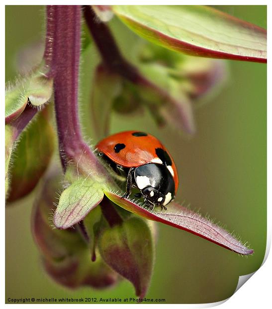Seven spotted ladybird 3 Print by michelle whitebrook