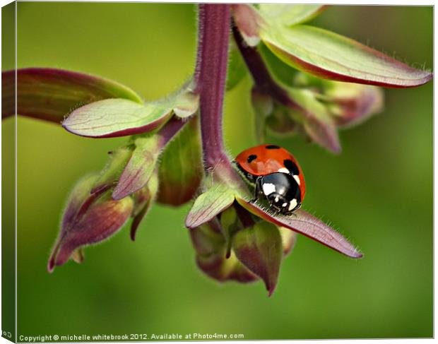 Seven spotted ladybird 4 Canvas Print by michelle whitebrook