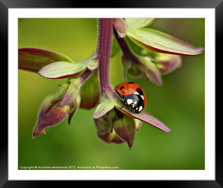 Seven spotted ladybird 4 Framed Mounted Print by michelle whitebrook