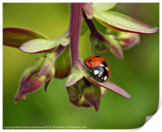 Seven spotted ladybird 4 Print by michelle whitebrook