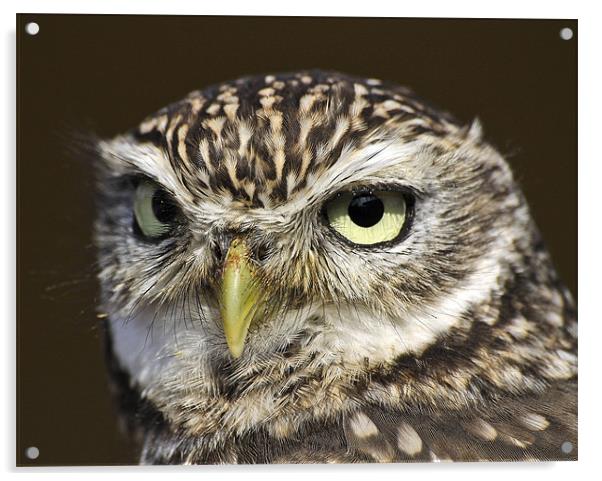 Little Owl Acrylic by Jennie Franklin
