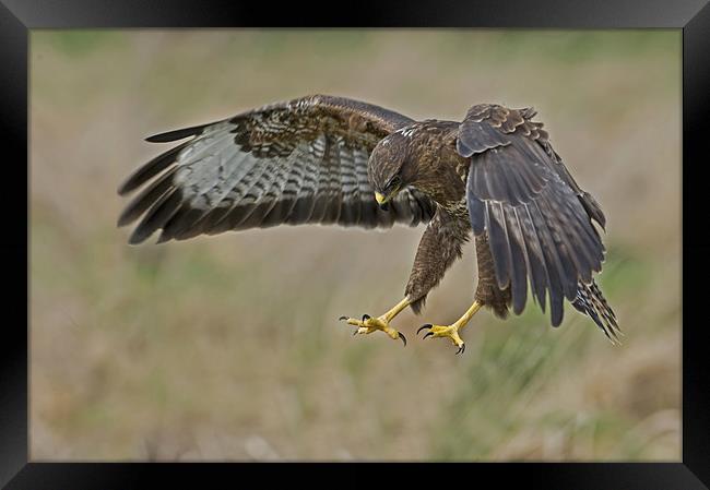 The Common Buzzard (Buteo buteo) Framed Print by Peter Oak