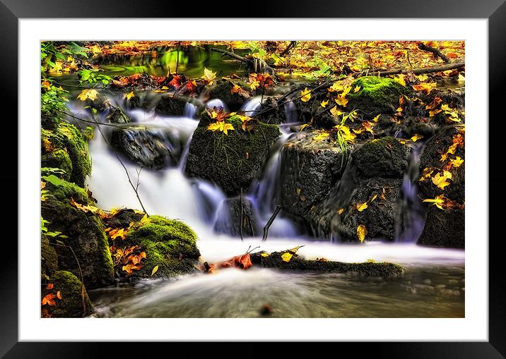 Colors of autumn Framed Mounted Print by Gabor Dvornik