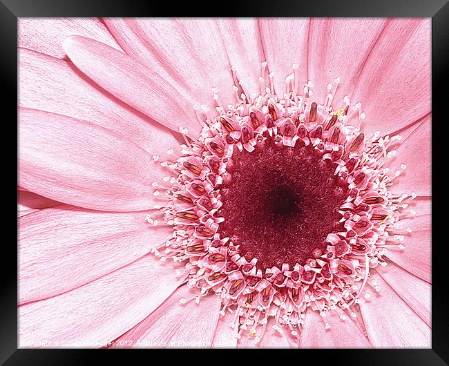 Pink Gerbera Framed Print by Fiona Messenger