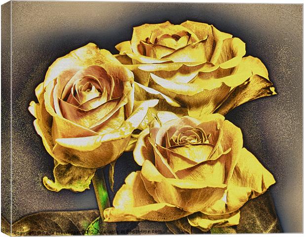 Yellow roses Canvas Print by Fiona Messenger