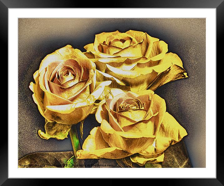 Yellow roses Framed Mounted Print by Fiona Messenger