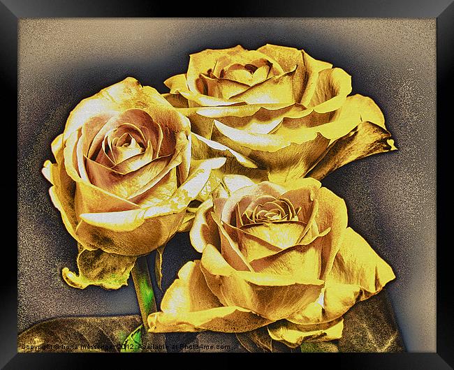 Yellow roses Framed Print by Fiona Messenger