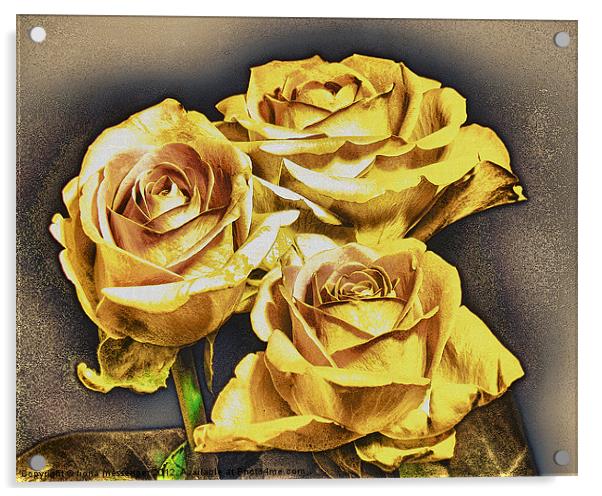 Yellow roses Acrylic by Fiona Messenger