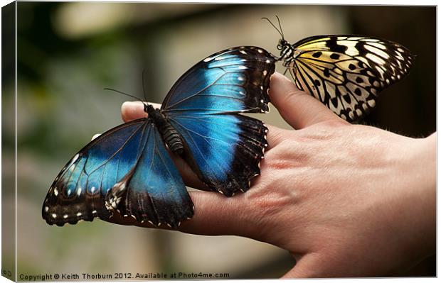 Tree Nymph and Blue Morpho Canvas Print by Keith Thorburn EFIAP/b