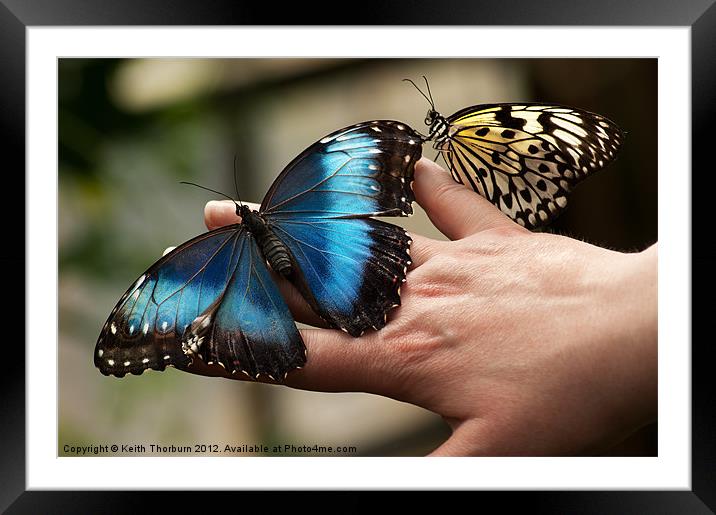 Tree Nymph and Blue Morpho Framed Mounted Print by Keith Thorburn EFIAP/b