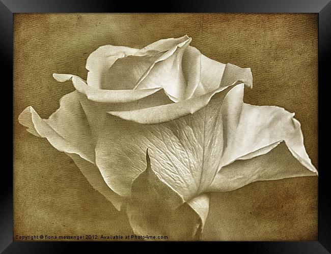 Textured White Rose Framed Print by Fiona Messenger