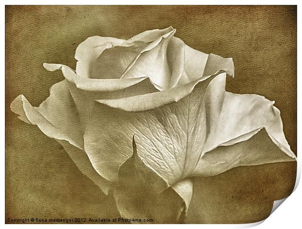 Textured White Rose Print by Fiona Messenger
